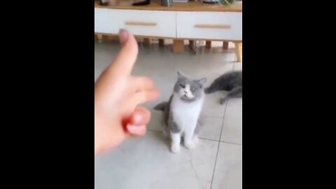 Cute Cat video -3