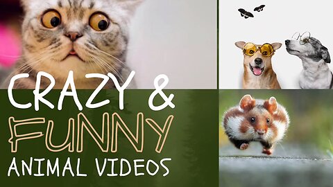 CRAZY and funny animal video