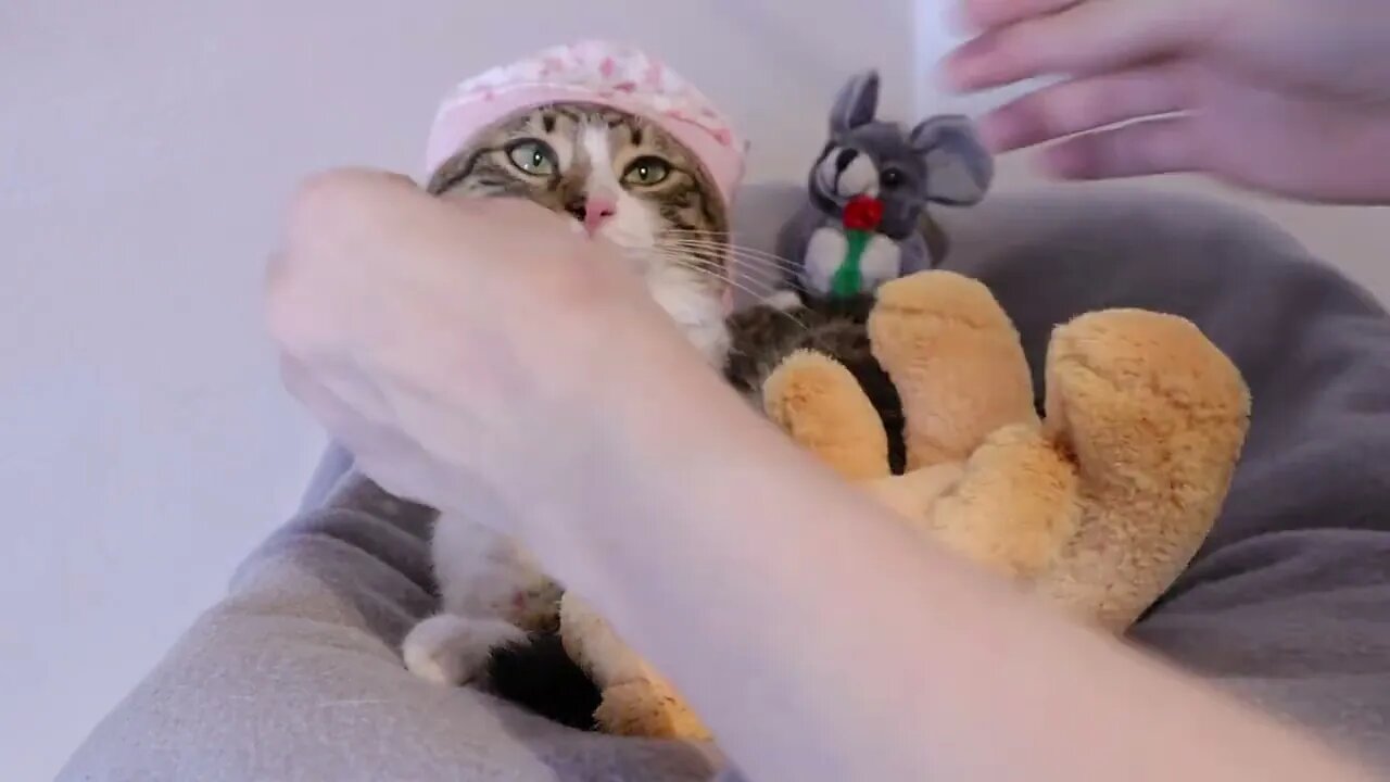 This Cat Allows Me to Fix His Night Cap