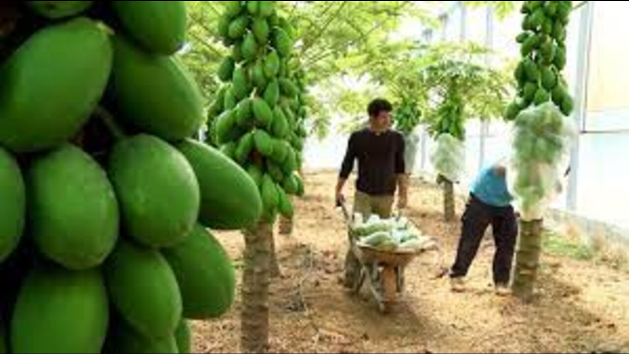 Awesome Greenhouse Papaya Farming and Harvesting - Modern Greenhouse Agriculture Technology