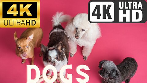 Dogs in Stunning 4K