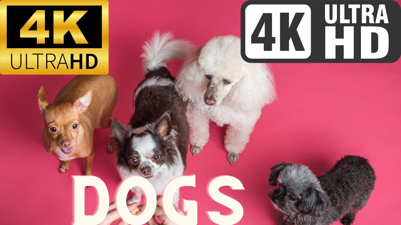 Dogs in Stunning 4K