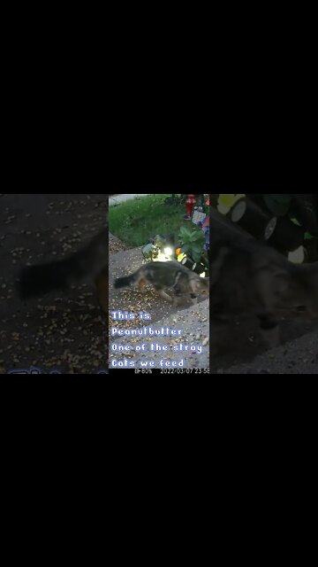 Cats We Feed #Shorts 😸