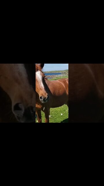 Horse of course #shorts #short #horse