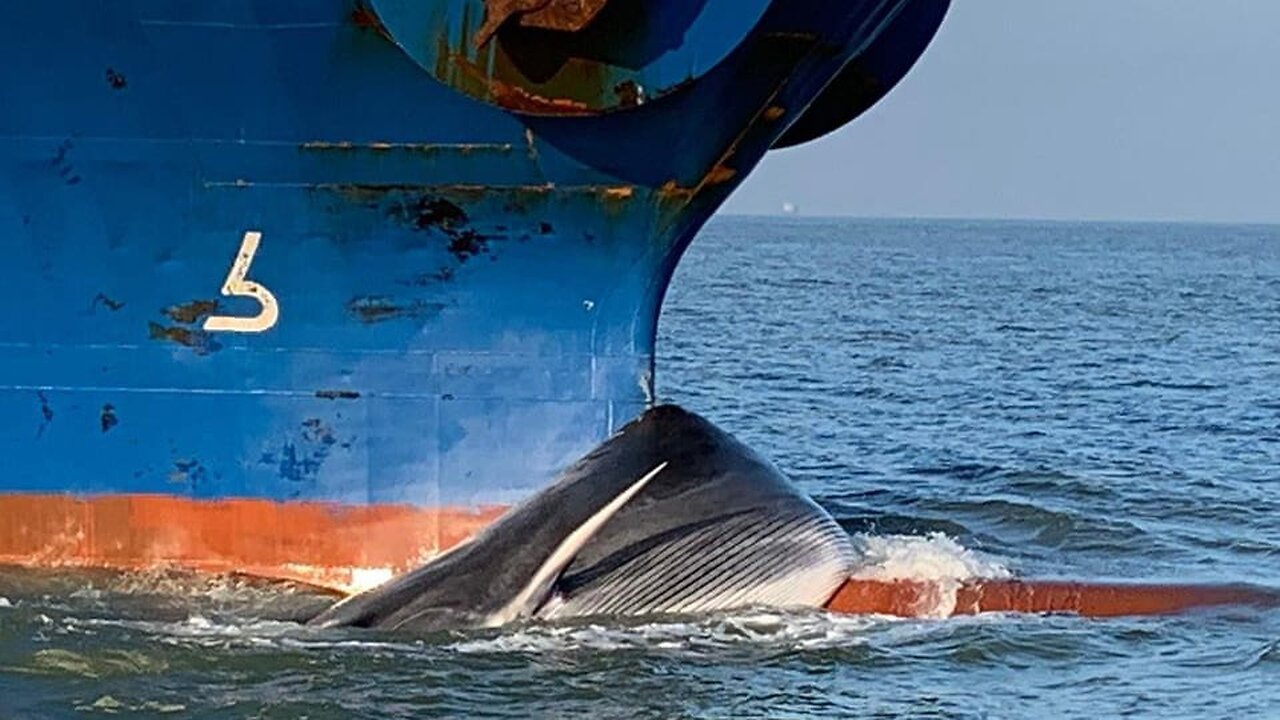 Chile: Whales dying because of ship collisions