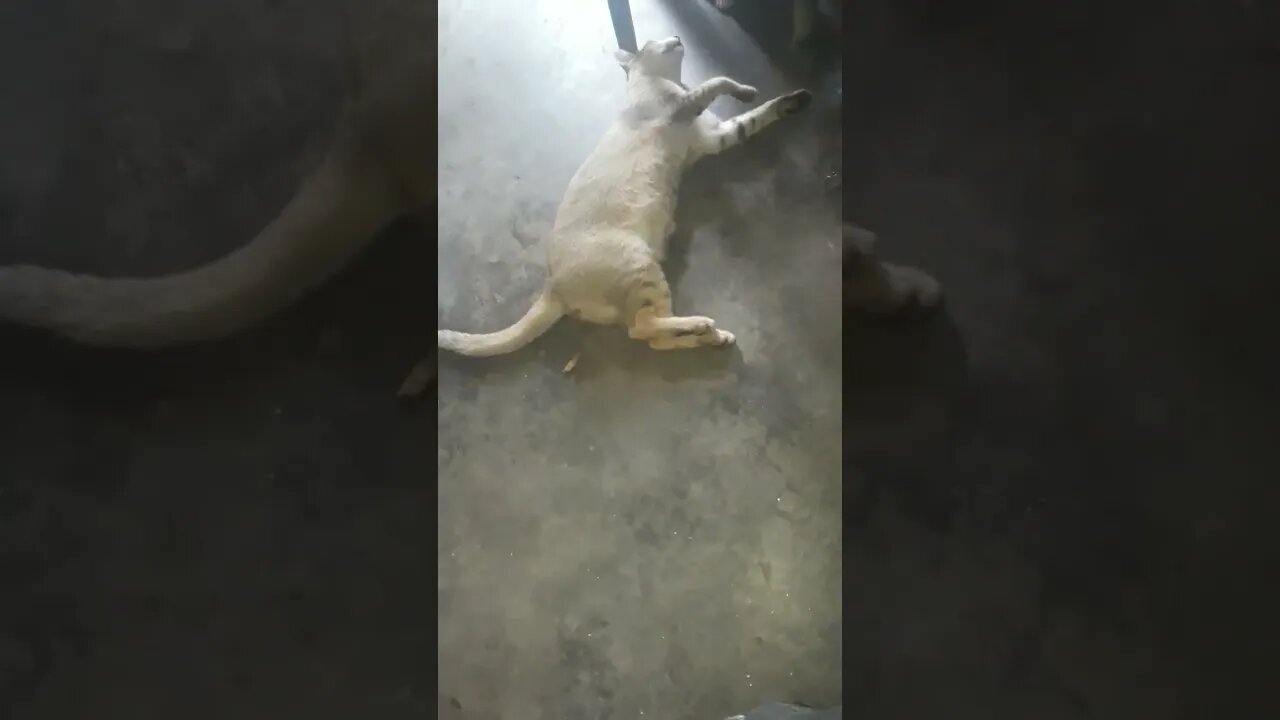 so sweet cazy animal...love cat loves
