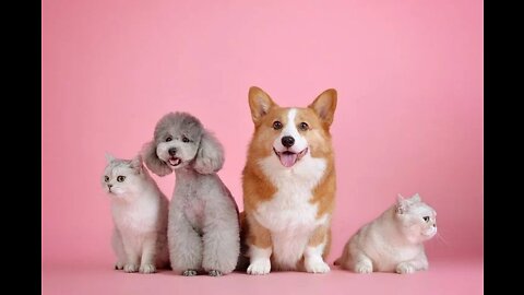 Cat and dog funny video