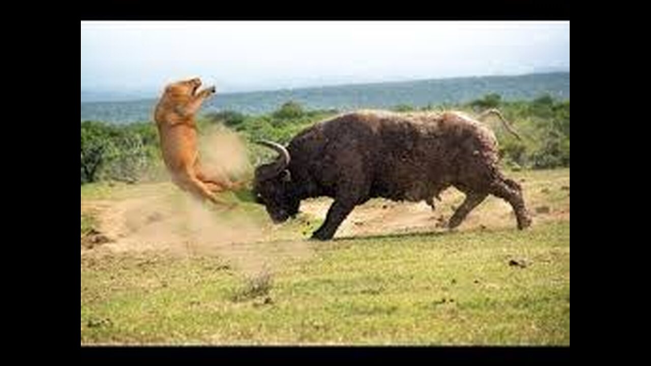 Buffalo vs lion battle buffalo never admit loss