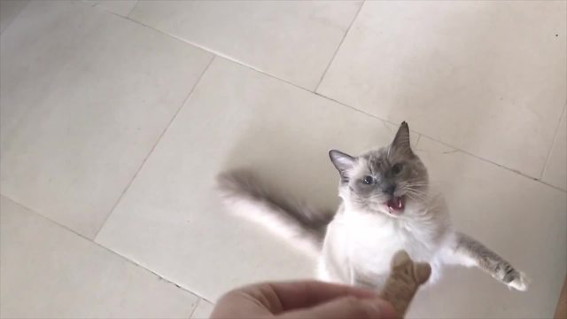 A Cat Wants A Dog Biscuit