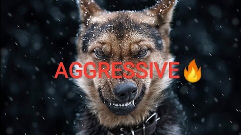 Train your dog to become aggressive 🔥