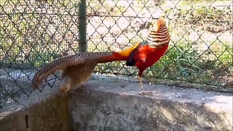 Beautiful Golden Pheasants and Wading Birds-19