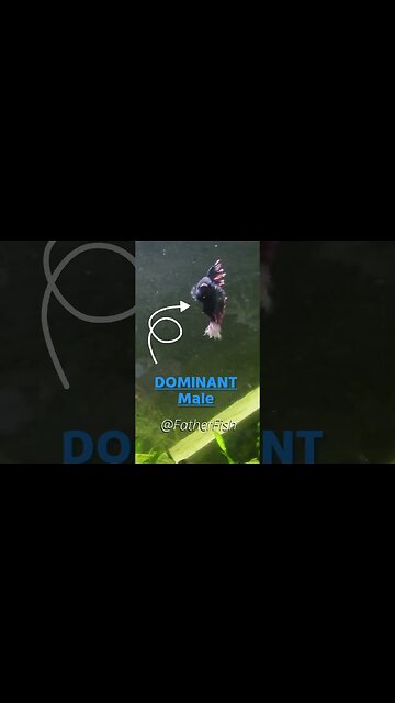 8 Bettas in 1 Tank - NO Fighting NO Aggression #bettafish #aquarium