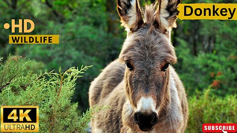 DONKEY VIDEOS WITH MUSIC WILDLIFE ll Epic Fail ll
