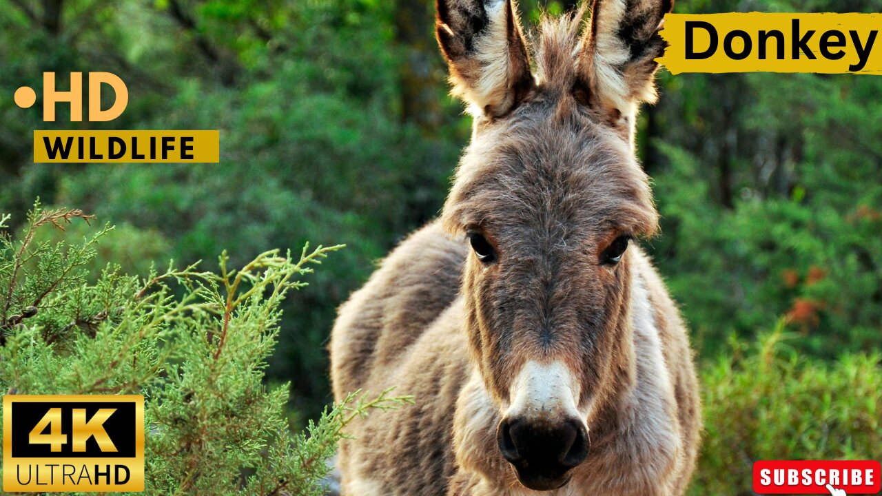 DONKEY VIDEOS WITH MUSIC WILDLIFE ll Epic Fail ll