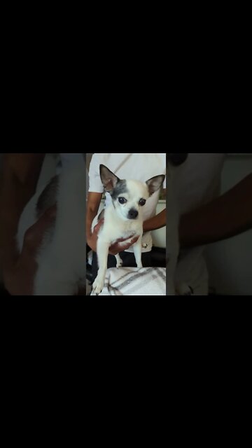 So Sweet! Adorable 12 Year Old Chihuahua