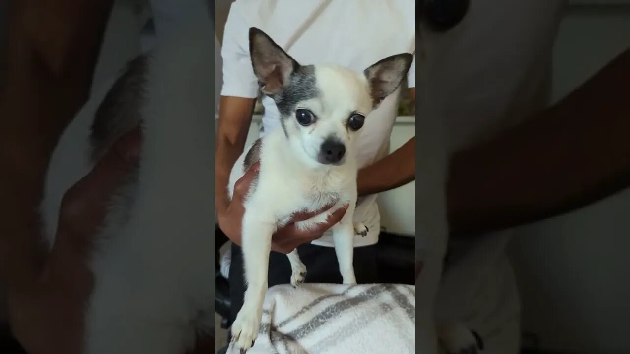 So Sweet! Adorable 12 Year Old Chihuahua