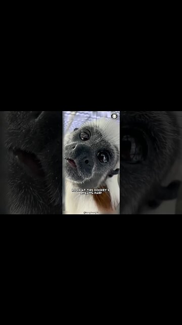 Cotton-top Tamarin 🐒 Monkeys at Risk!