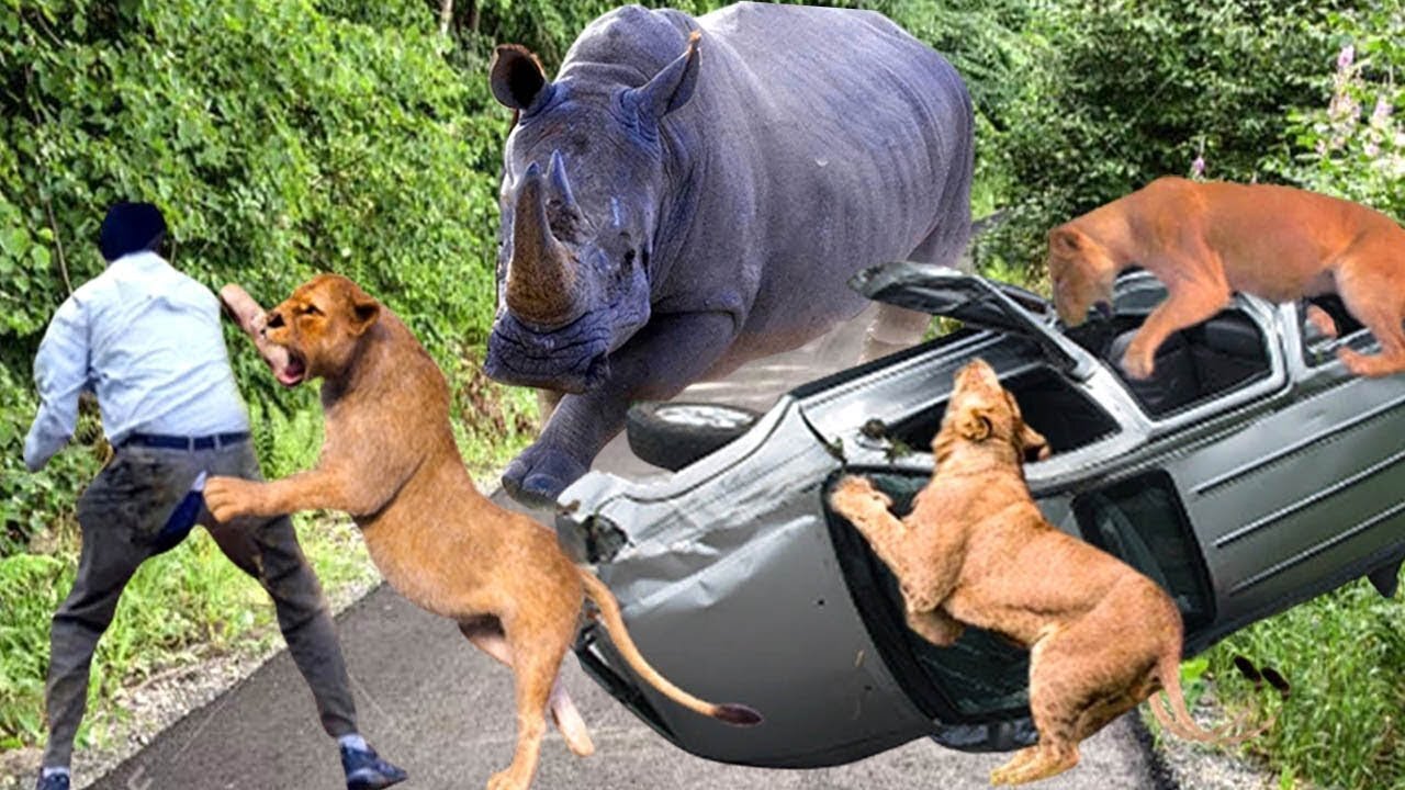 OMG! Crazy Lions Suddenly Attack Cars And Tourists, Causing Them To Run Away In Fear