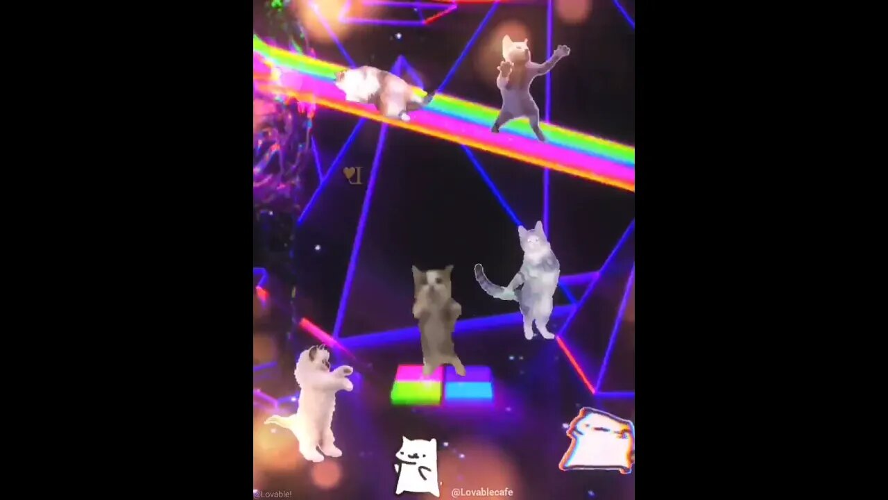 Insane Party Cat / القط الحزب المجنون / 非常識なパーティー キャット / 미친 파티 고양이 #cat #cats #cute #funnycats