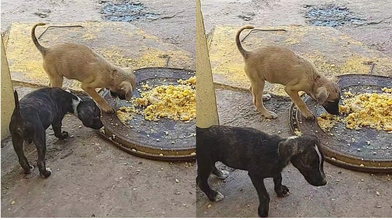 Puppy Scared To Eat Because His Older Brother Intimidates Him