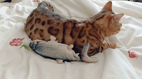 Bedford has a lovely nap with his fish toy 🐟 #bengalcat