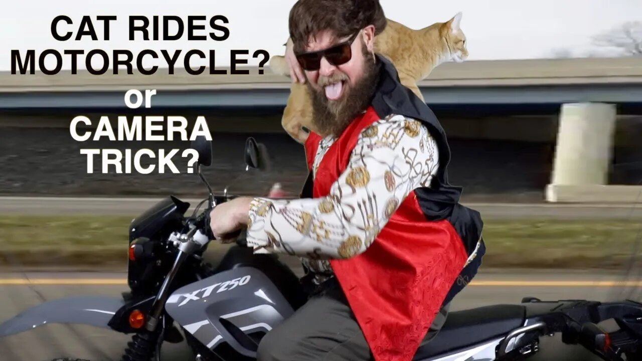 Cat Rides Motorcycle In Music Video