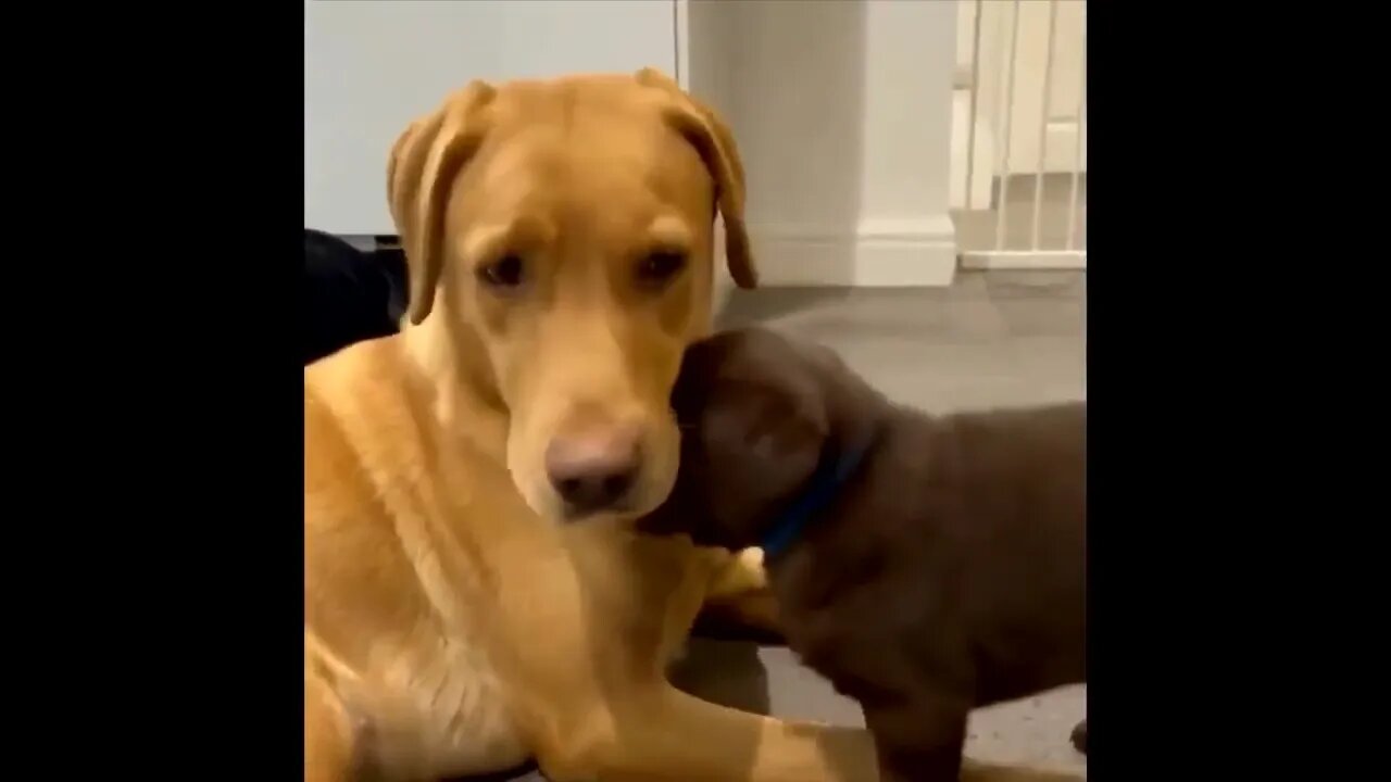 Labrador Compilation - Cute and Funny