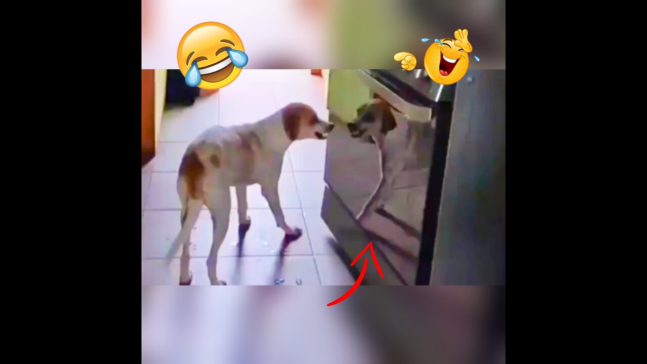 Dog Funny Video. Barking dog himself. Funny dog video.