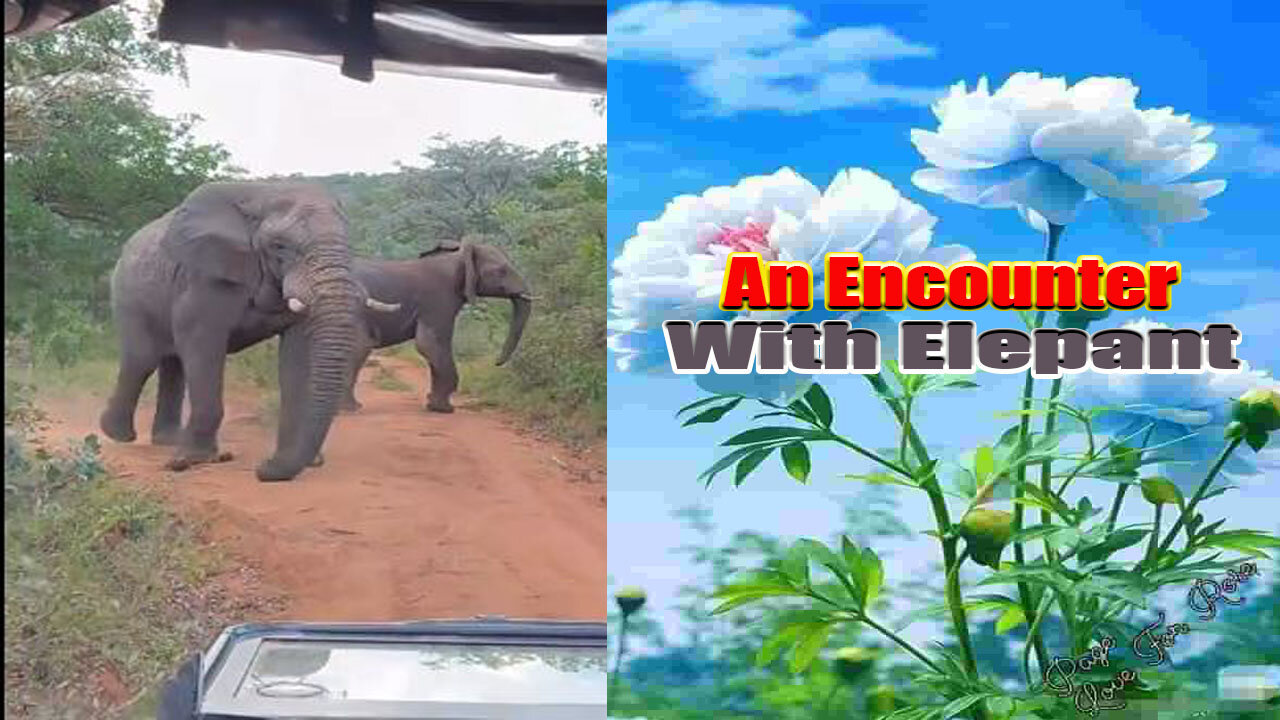 An Elephant Encounter