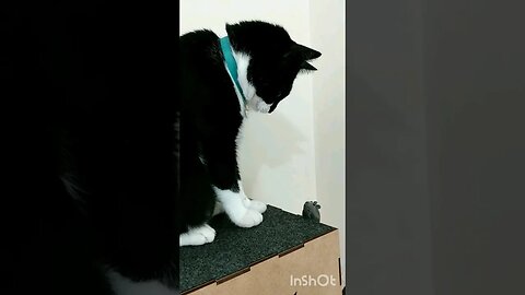 Gato Bartolomeu Tunico