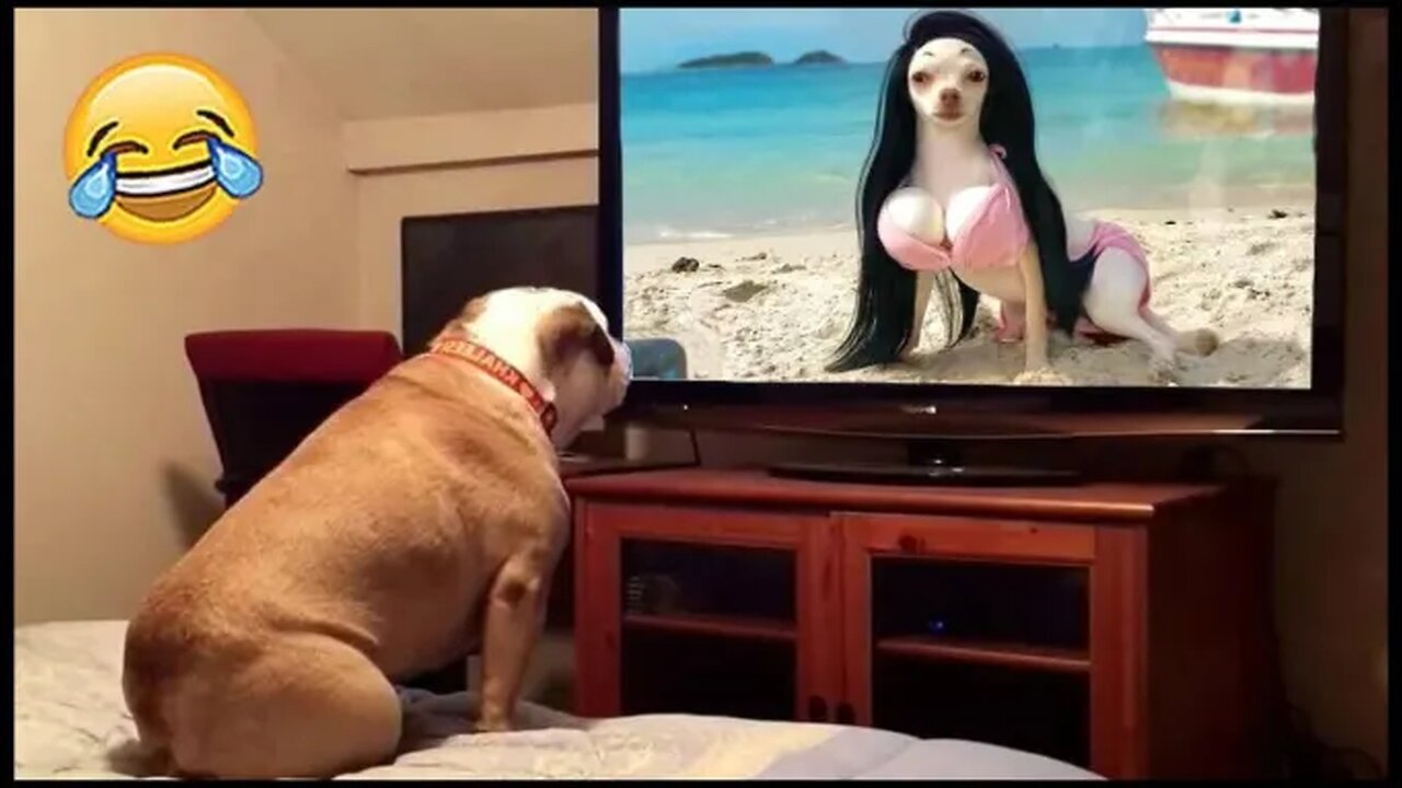 Funny video funny memes funny fails best funny video 2024