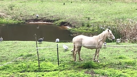 Guinea fowl play at creek with palomino horse in the foreground