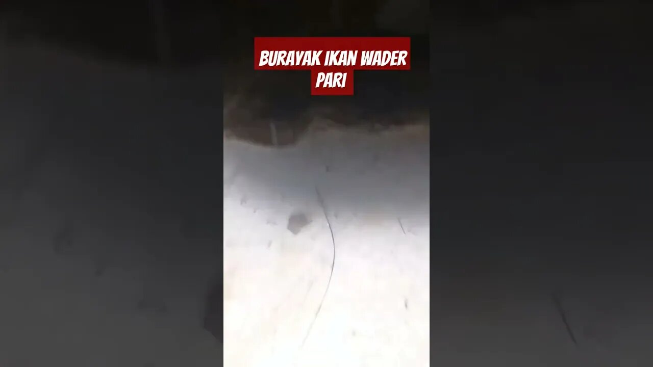Burayak ikan wader pari rasbora