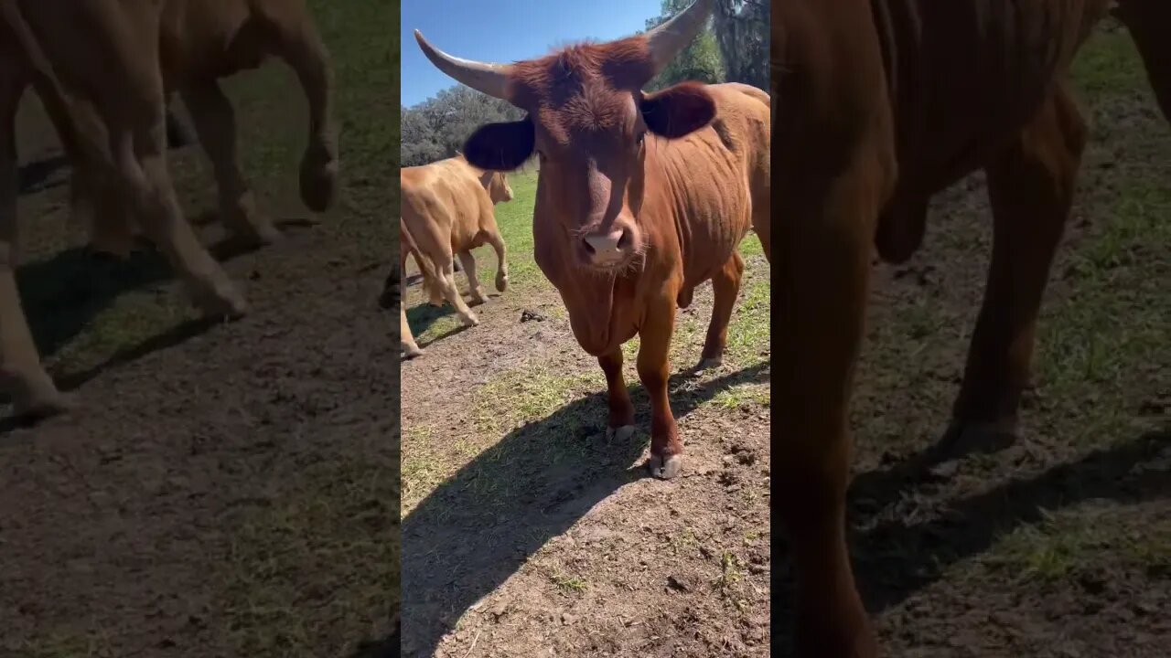 Pretty cow! #cow #cattle #cowvideos #cattlefarm #cowfarm #shorts