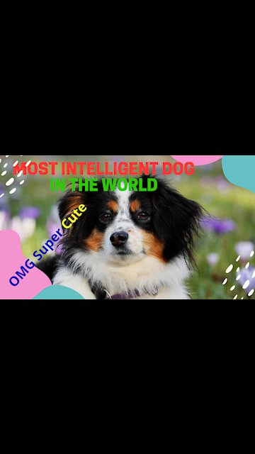 Most Smart Dog Video !!!!! 🤣Funny dog video🤣/#shorts