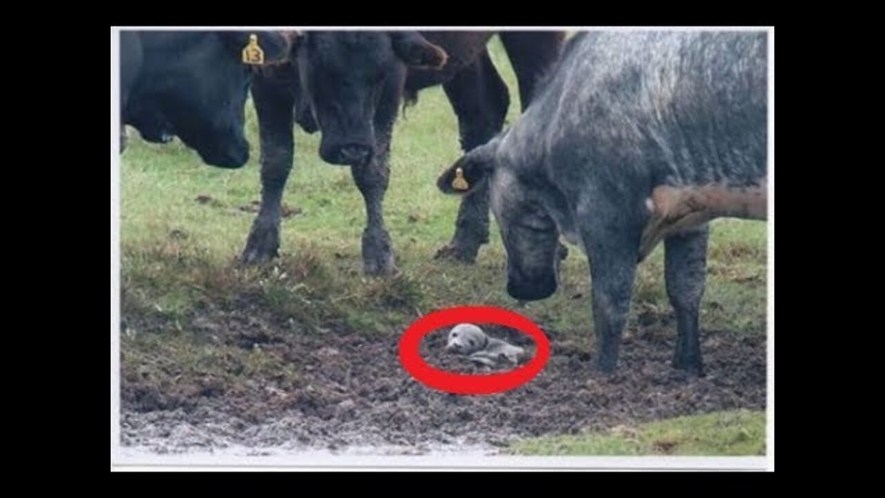 What These Cows Found Buried In Mud Is Unbelievable I Still Can’t Believe it