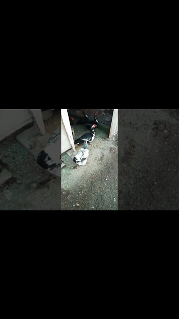 Good morning Rhiannon Rusty and P2 and ducks