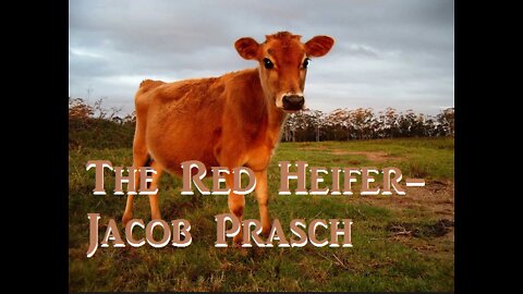 The Red Heifer - Jacob Prasch