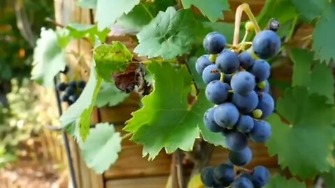 Amazing Grapes Fruit Tree // grapefruit tree // grape tree // Latest Nature Video