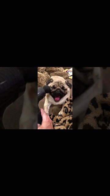 Do you Love me?🥰 #puglover #pug #shorts #clips
