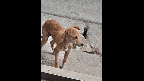 this dog is very loss in my home things but he very 😍 😊 😚.