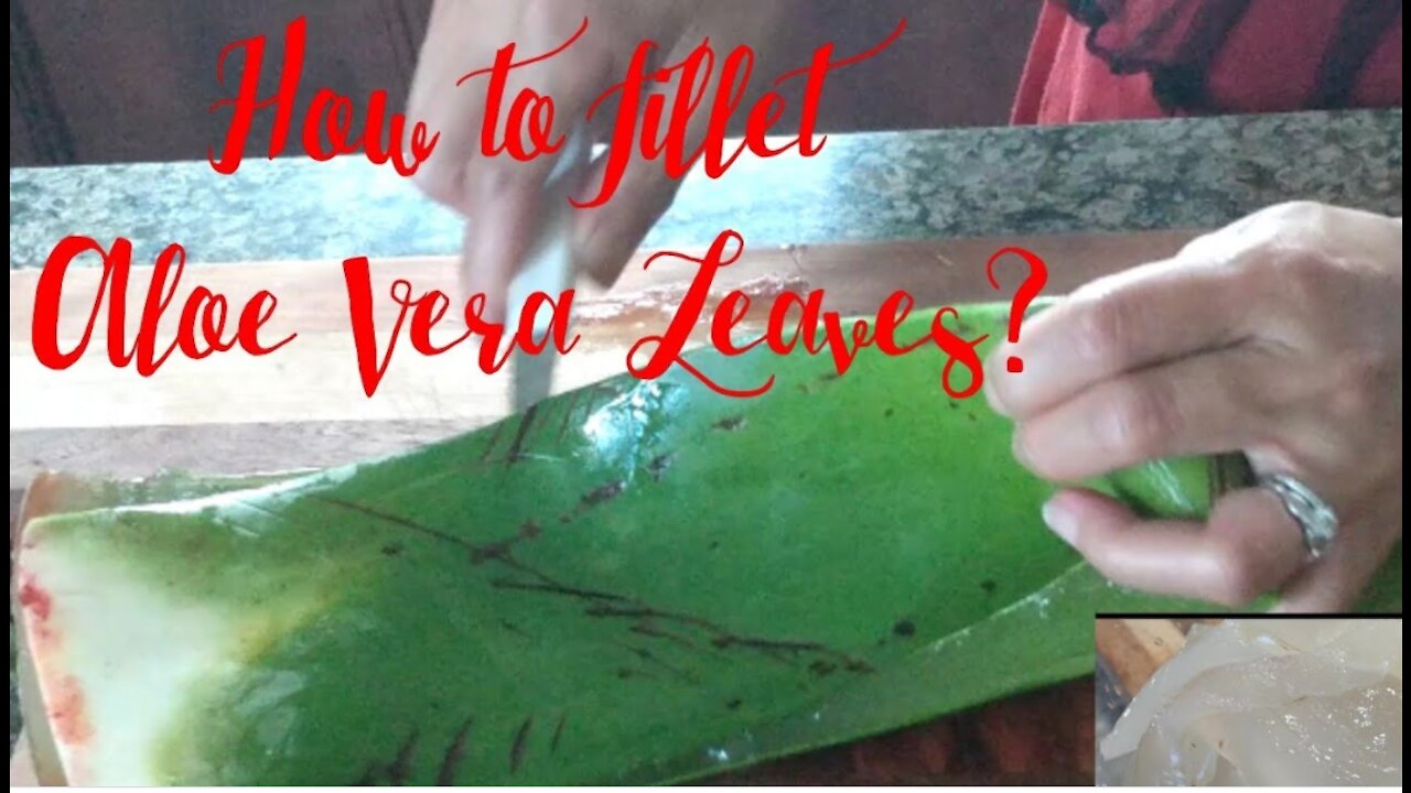 HOW TO FILLET ALOE VERA LEAVES AND TO PRESERVE GEL