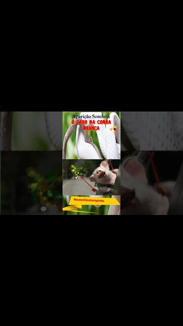 Os porquinhos estão fugindo ? #shorts