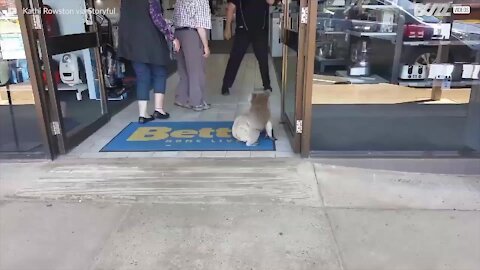 Ce koala entre dans un magasin et se retrouve confus!