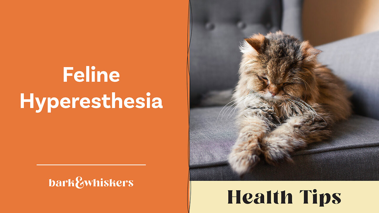 Dr. Becker on Feline Hyperesthesia