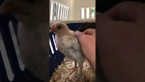 Managing Chicks without heat that have been abandoned by mother