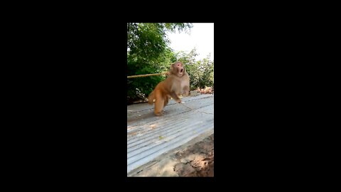 Monkey Eating Food .Monkey Playing