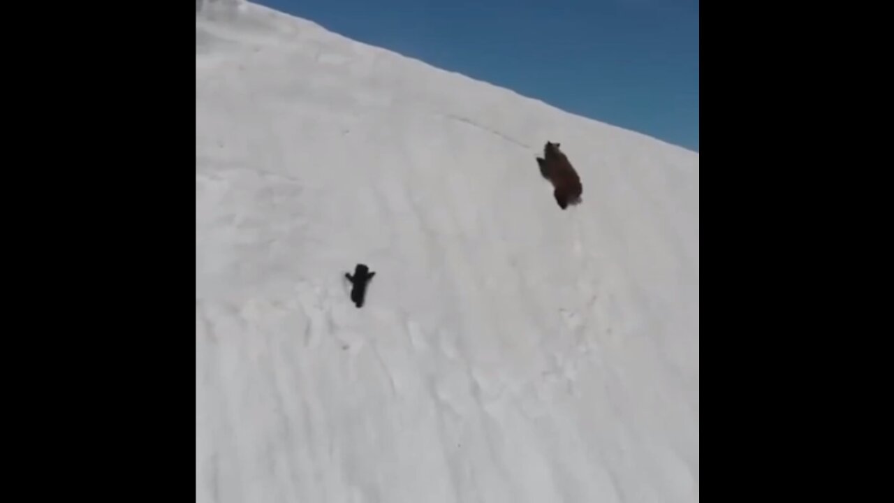 Baby Bear Thought us the lesson of Life| Never Give Up