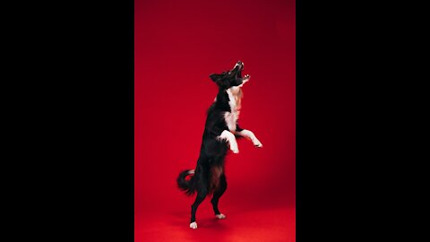 12 most illegal dog breeds