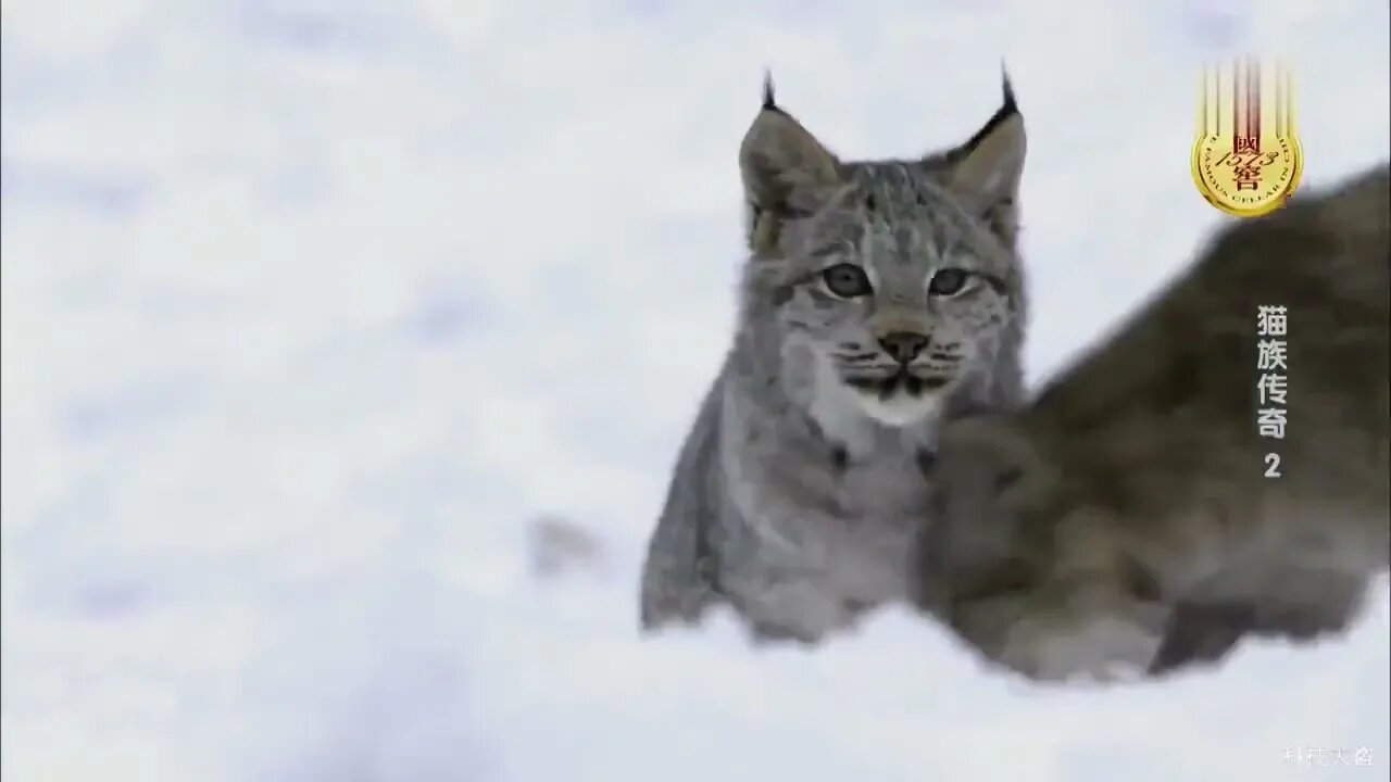 16 Legend of the Cat 2 Conquers the world with their excellent hunting ability